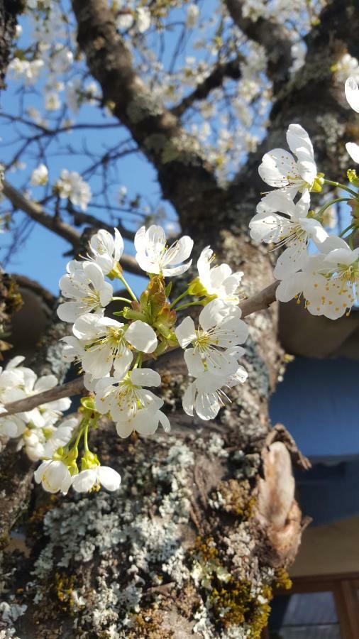 Maison Castellane Chambre D'Hotes B&B Εξωτερικό φωτογραφία